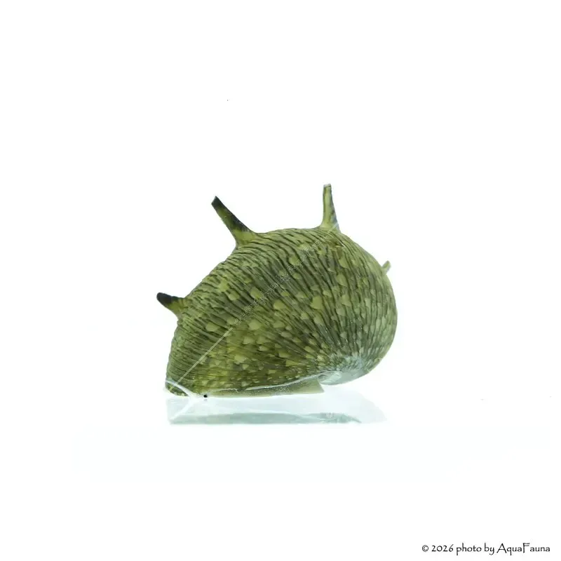 Clithon sp. Thorn - Napsugár csiga