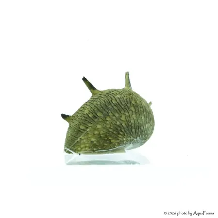 Clithon sp. Thorn - Napsugár csiga