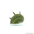 Clithon sp. Thorn - Napsugár csiga