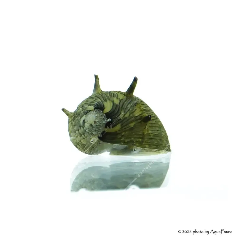 Clithon sp. Thorn - Napsugár csiga