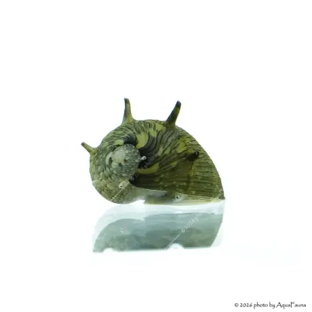 Clithon sp. Thorn - Napsugár csiga
