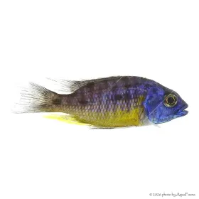 Protomelas sp. "spilonotus tanzania"