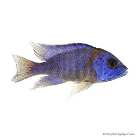Aulonocara lwanda
