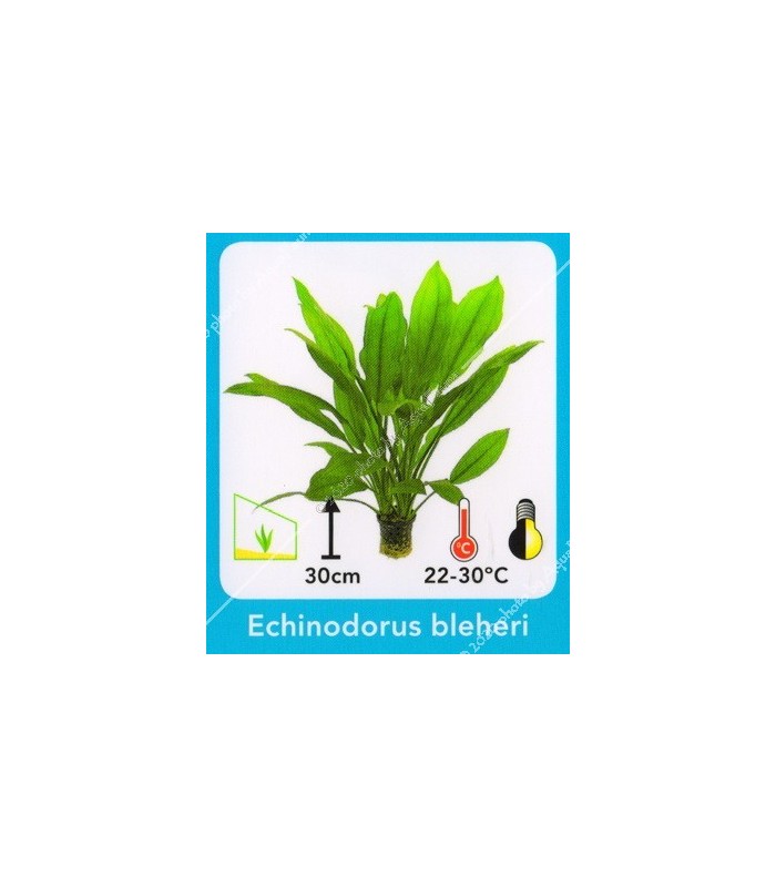 Echinodorus bleheri