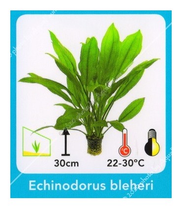 Echinodorus bleheri