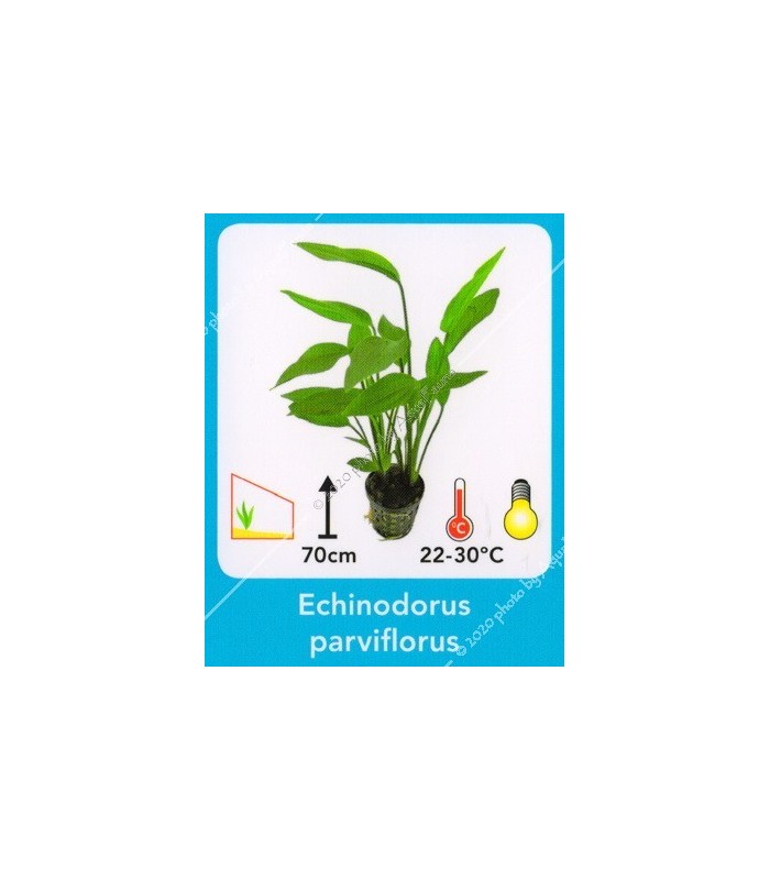 Echinodorus parviflorus