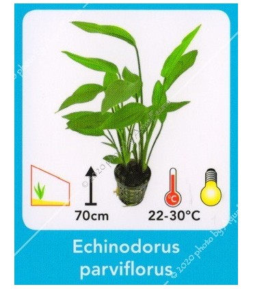 Echinodorus parviflorus