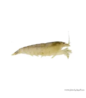 Atya gabonensis - Óriás sepregető garnéla - 3 cm