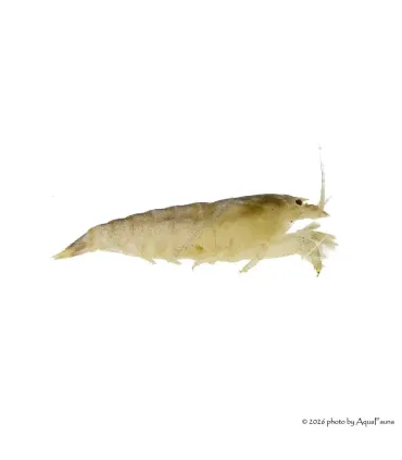 Atya gabonensis - Óriás sepregető garnéla - 3 cm