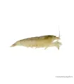 Atya gabonensis - Óriás sepregető garnéla - 3 cm