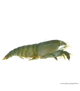 Atya gabonensis - Óriás sepregető garnéla - 10 cm