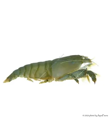 Atya gabonensis - Óriás sepregető garnéla - 10 cm