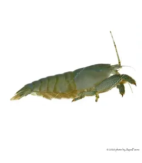 Atya gabonensis - Óriás sepregető garnéla - 10 cm