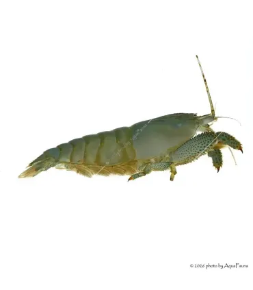Atya gabonensis - Óriás sepregető garnéla - 10 cm