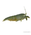 Atya gabonensis - Óriás sepregető garnéla - 10 cm