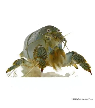 Atya gabonensis - Óriás sepregető garnéla - 10 cm