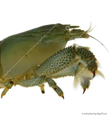 Atya gabonensis - Óriás sepregető garnéla - 10 cm