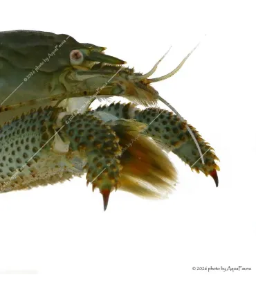Atya gabonensis - Óriás sepregető garnéla - 10 cm