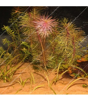 JBL Sansibar ORANGE 5 kg - akvárium talaj - narancssárga