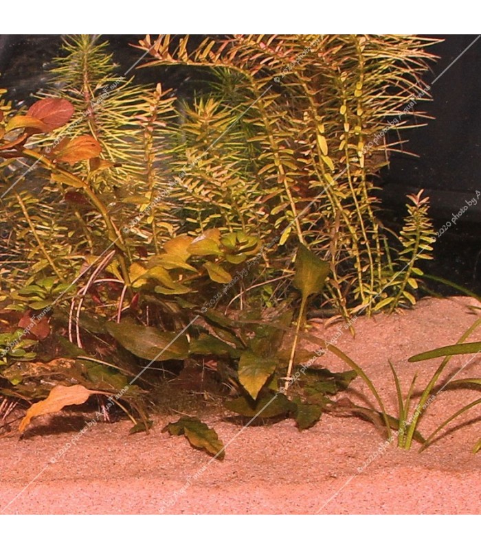 JBL Sansibar RED 5 kg - akvárium talaj - piros