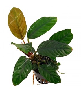 Anubias coffeefolia