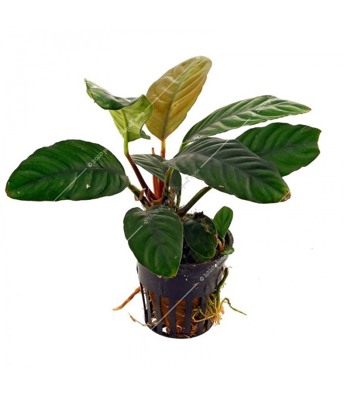 Anubias coffeefolia