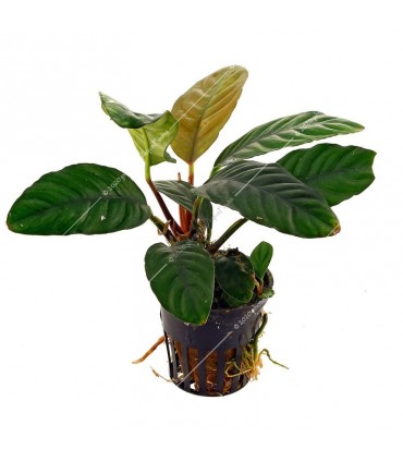 Anubias coffeefolia