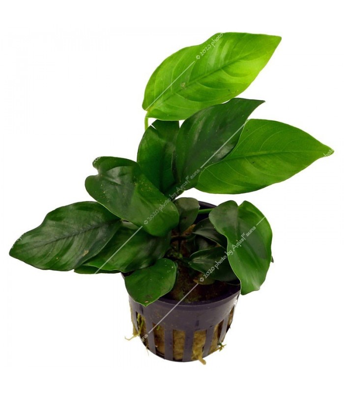 Anubias nana