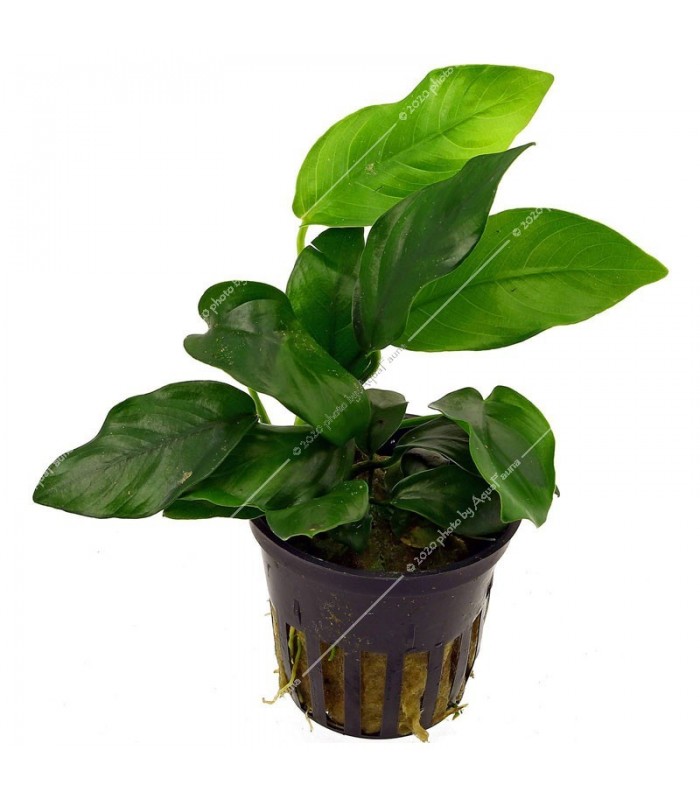 Anubias nana