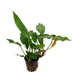 Anubias cruising