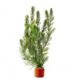 Ceratophyllum demersum