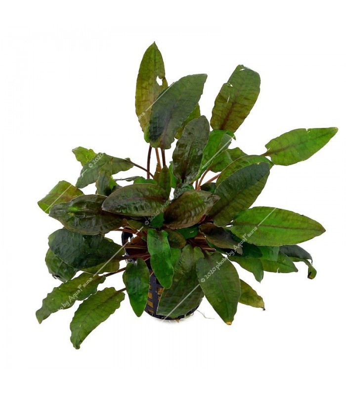 Cryptocoryne beckettii