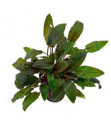 Cryptocoryne beckettii