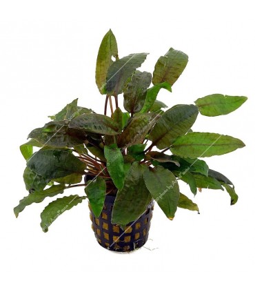 Cryptocoryne beckettii