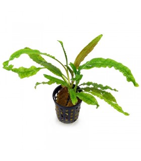 Cryptocoryne crispatula