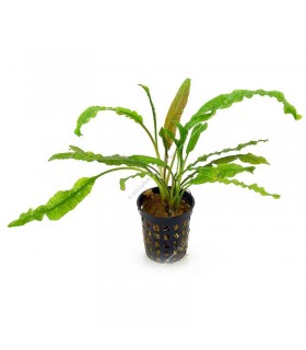Cryptocoryne crispatula
