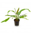 Cryptocoryne crispatula
