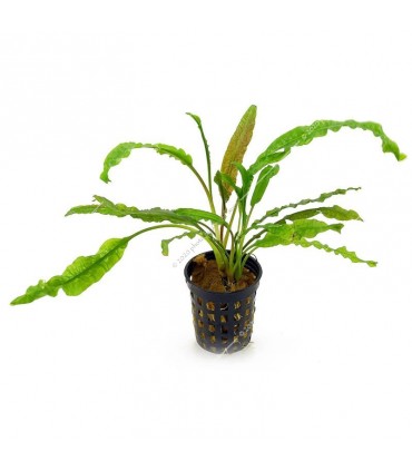 Cryptocoryne balansae