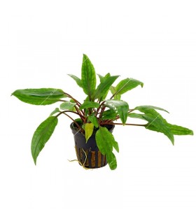 Cryptocoryne undulatus brown