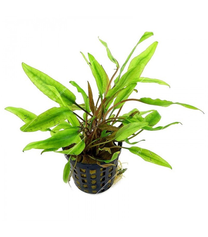 Cryptocoryne undulatus green