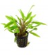 Cryptocoryne undulatus green