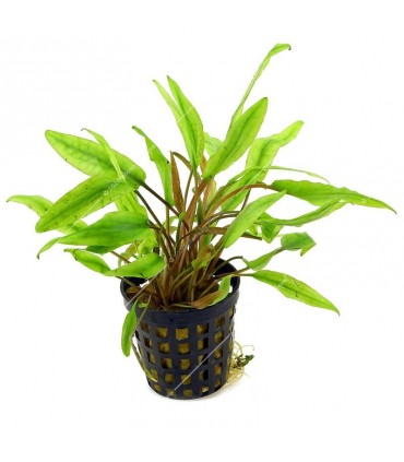 Cryptocoryne undulatus green