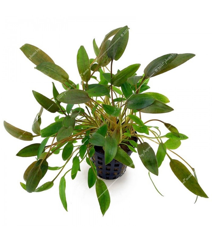 Cryptocoryne wendtii brown