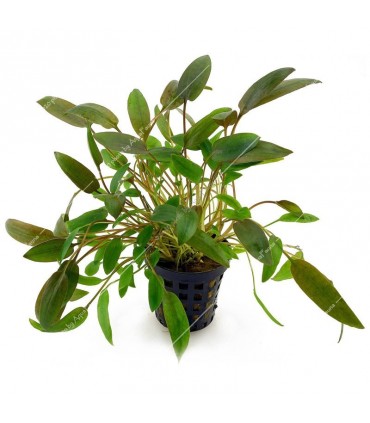 Cryptocoryne wendtii brown