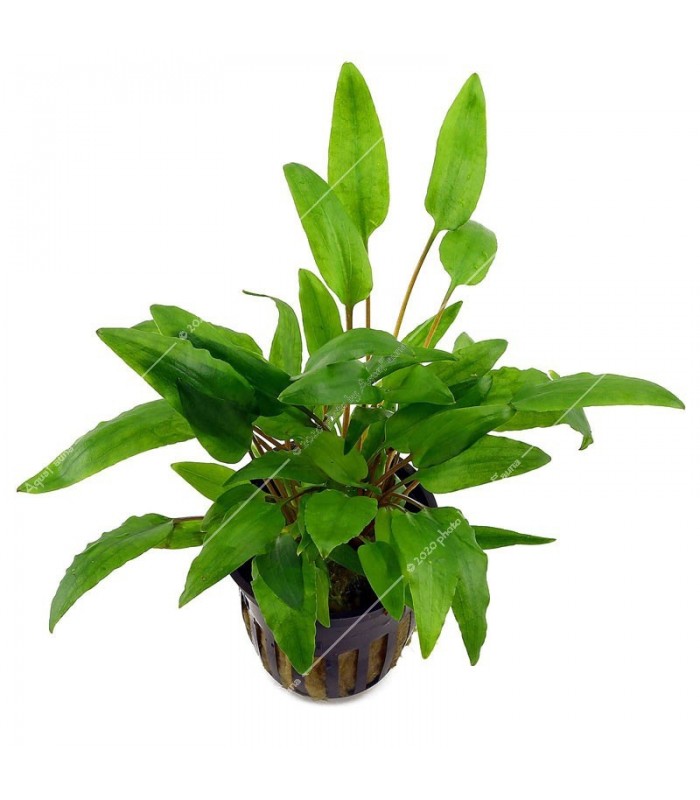 Cryptocoryne wendtii green