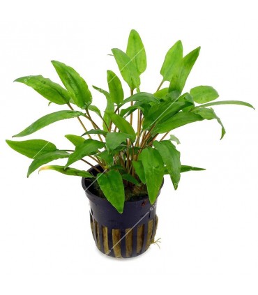 Cryptocoryne wendtii green