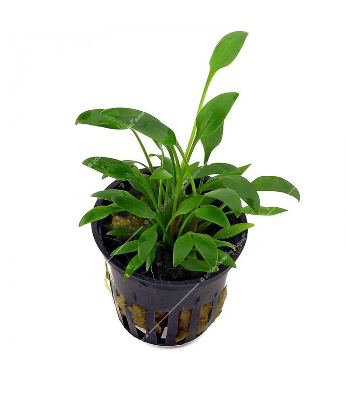 Cryptocoryne willisii