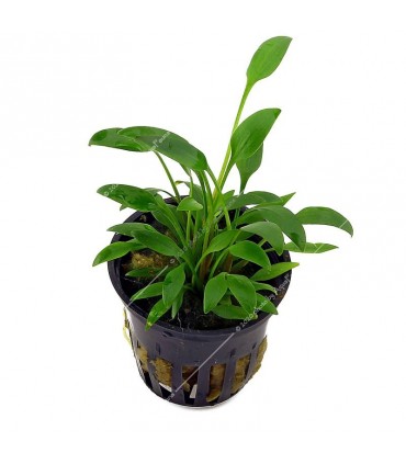 Cryptocoryne willisii