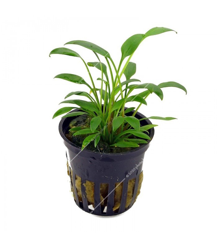 Cryptocoryne willisii