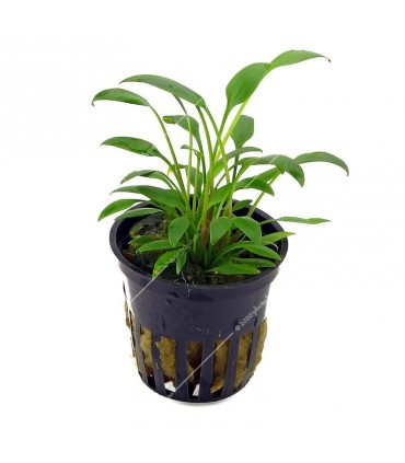 Cryptocoryne willisii